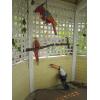 Image 2 : DECORATIVE PARROTS