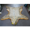 Image 1 : TANNED BROWN BEAR HIDE WITH HEAD MOUNT
