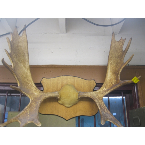 LG. SET OF MOUNTED MOOSE HORNS