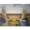 Image 1 : LG. SET OF MOUNTED MOOSE HORNS
