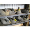 Image 1 : 8 DUCK DECOYS