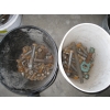 Image 3 : 4 BUCKETS OF ASST. LG. BOLTS, ETC.