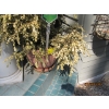 Image 2 : WALL MOUNT PLANTER, ASST. PLANTERS ON FRONT PORCH