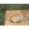 Image 2 : ASST. ANTLERS