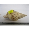 Image 3 : STROMBUS SHELL & TRITAN CONCH SHELL