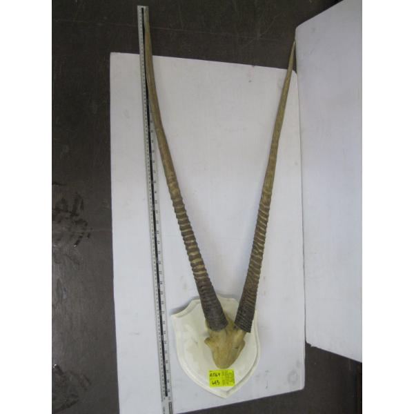 SET OF MOUNTED AFRICAN GEMSBOCK  HORNS