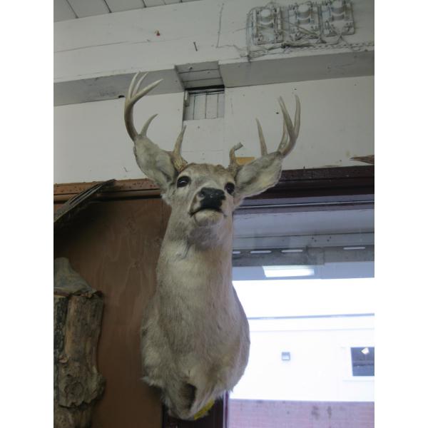 MOUNTED WHITETAIL DEER HEAD