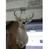Image 1 : MOUNTED WHITETAIL DEER HEAD