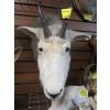 Image 2 : MOUNTED MOUNTAIN GOAT HEAD