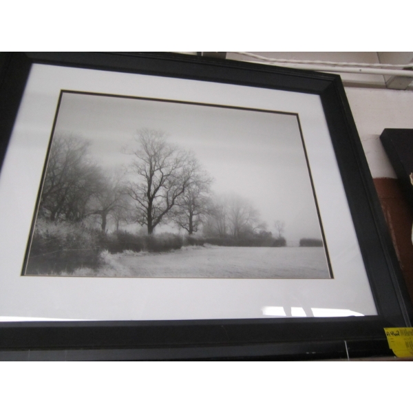 BLACK & WHITE PHOTO OF TREES