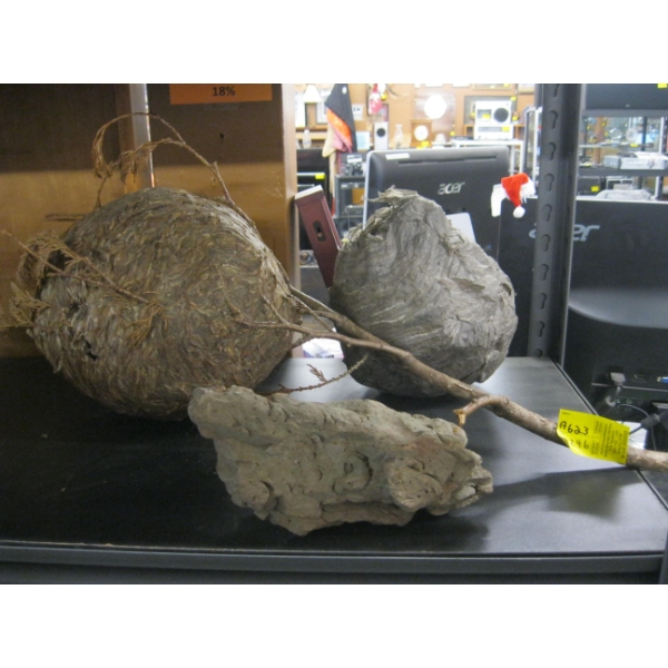 2 WASP NESTS & MOLTEN ROCK