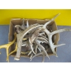Image 2 : FLAT OF SMALL ANTLERS
