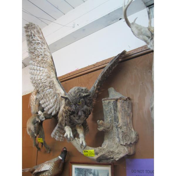 MOUNTED GREAT HORNED OWL
