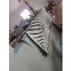 Image 2 : TANNED ZEBRA HIDE