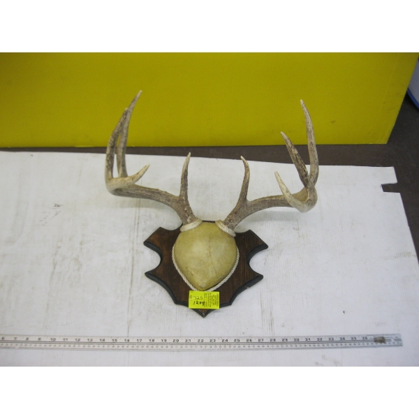 SM. MOUNT OF HORNS