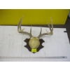 Image 1 : SM. MOUNT OF HORNS