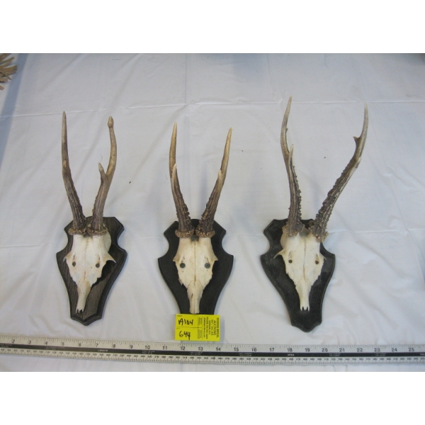 3 SMALL MOUNTED ROE DEER SKULL & HORNS