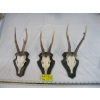Image 1 : 3 SMALL MOUNTED ROE DEER SKULL & HORNS