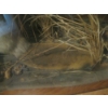 Image 4 : BEAVER IN GLASS DISPLAY CASE