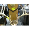 Image 2 : 2 SETS OF DEER HORNS