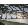 Image 2 : 2 SETS OF TRUCK TIRE CHAINS