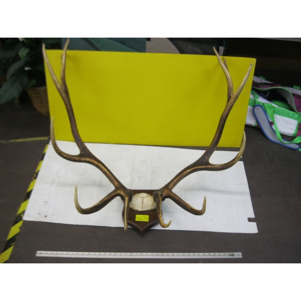 RACK OF HORNS
