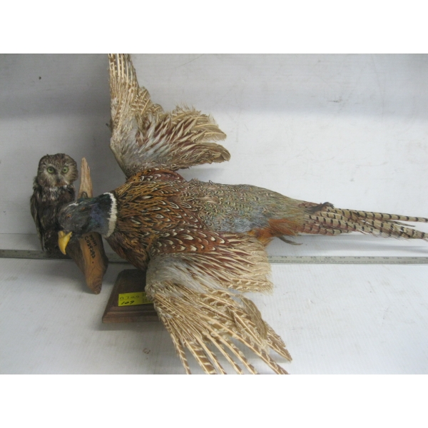 MOUNTED OWL & PHEASANT - OWL'S HEAD IS LOOSE