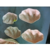 Image 3 : DECORATIVE SHELL BOWLS