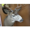 Image 3 : DEER HEAD W/ANTLERS