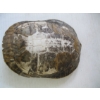 Image 2 : TURTLE SHELL, MASK & CONTAINER OF ASST. SHELLS