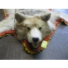 Image 2 : MOUNTED WOLF HEAD RUG