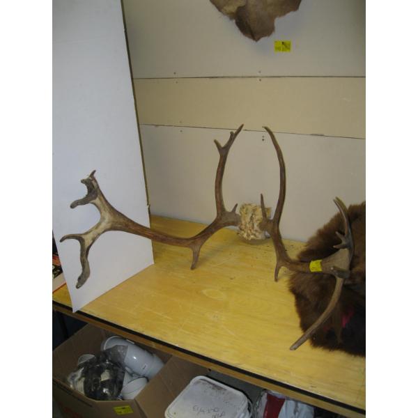 SET OF CARIBOU HORNS