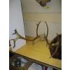 Image 1 : SET OF CARIBOU HORNS