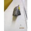 Image 2 : ESKIMO ART SEAL FIGURINE