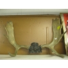 Image 2 : SET OF MOOSE ANTLERS & SET OF CARIBOU ANTLERS