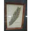 Image 3 : 4 PRINTS OF HERBS, MEDICINAL PLANTS IN OAK FRAMES