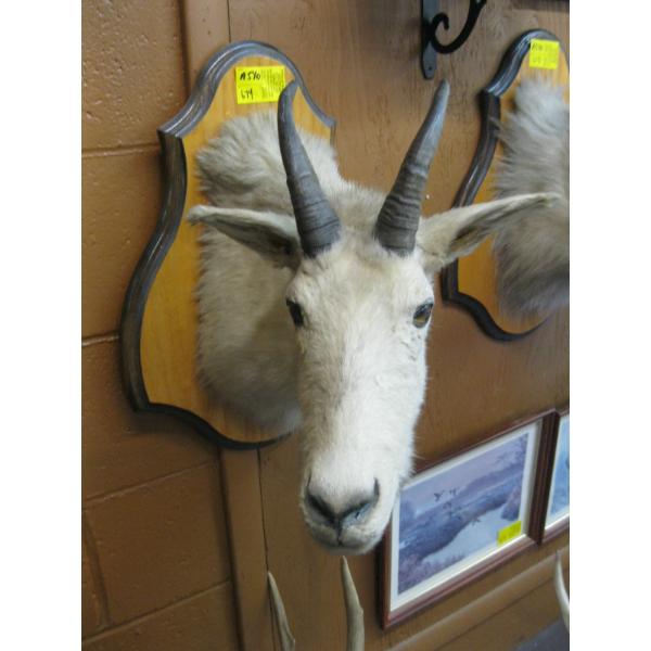 MOUNTED MOUNTAIN GOAT HEAD