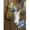 Image 1 : MOUNTED MOUNTAIN GOAT HEAD