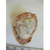 Image 4 : CAMEO SHELL, CARVED & 2 CARVED SMALLER SHELLS