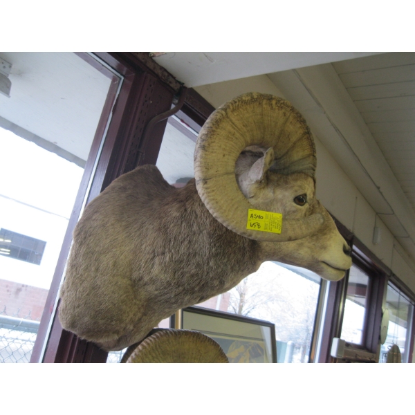 MOUNTED SHEEP HEAD