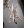 Image 2 : 2 TANNED COYOTE HIDES