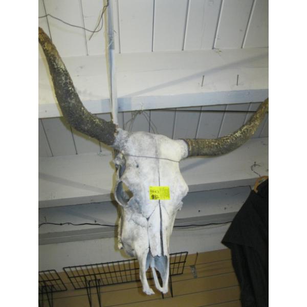 STEER SKULL
