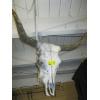 Image 1 : STEER SKULL