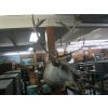 Image 2 : LG. CARIBOU HEAD MOUNT