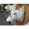 Image 2 : MOUNTED MOUNTAIN GOAT HEAD