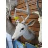 Image 2 : MOUNTED WHITETAIL DEER HEAD