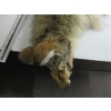 Image 3 : TANNED COYOTE HIDE
