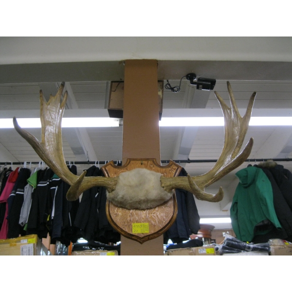 SET OF MOUNTED MOOSE HORNS