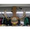 Image 1 : SET OF MOUNTED MOOSE HORNS