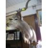 Image 2 : MOUNTED AFRICAN KUDU